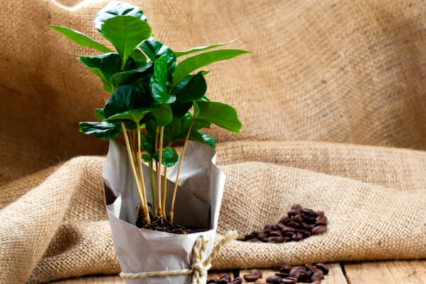 Kaffeebaum: Pflege, Herkunft und Anzucht