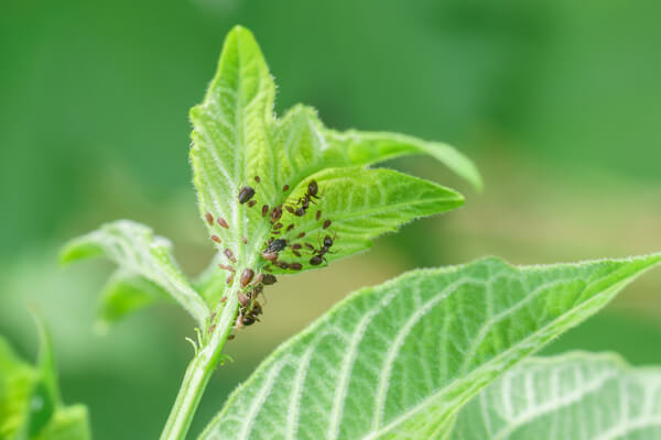 Blattläuse: Schädlinge im Garten natürlich bekämpfen | Saemereien.ch