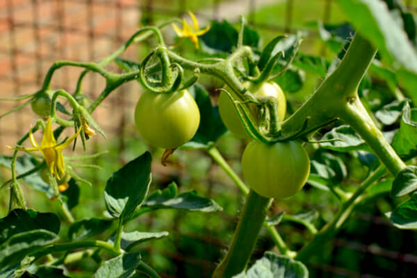 Tomaten Samen und Saatgut kaufen - saemereien.ch | Saemereien.ch