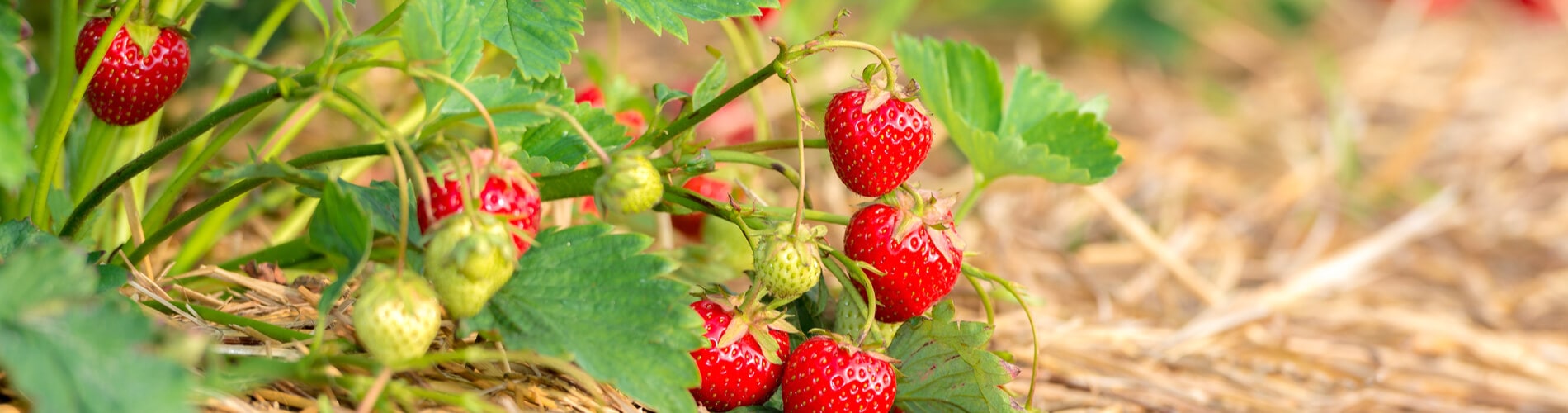 Erdbeeren kultivieren, lagern und zubereiten | Blog | Saemereien.ch |  Saemereien.ch
