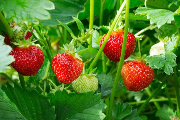 Erdbeeren pflanzen, ernten und geniessen | Saemereien.ch