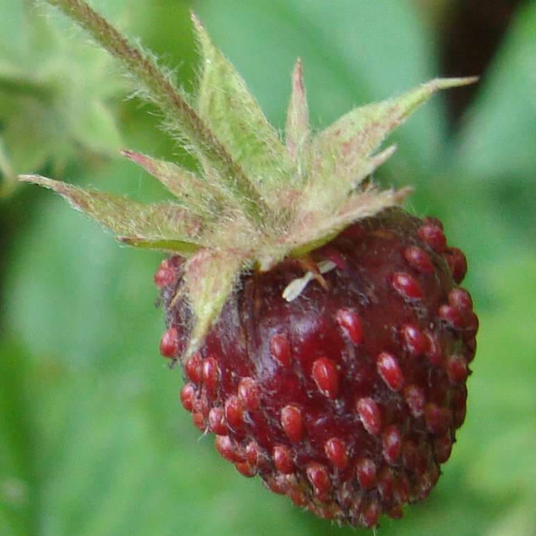 Zimterdbeere - Moschus-Erdbeere im Garten pflanzen