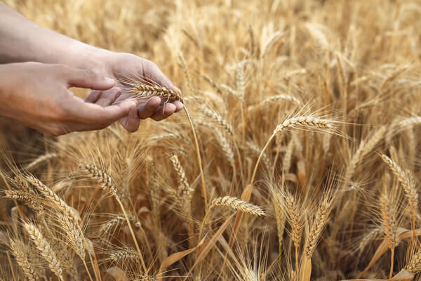 Getreide selber anbauen: Das ist zu wissen!