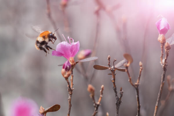 Wildbienen im Winter - Nisthilfen, Überwinterung | Saemereien.ch