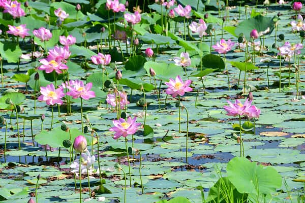 Indische Lotusblume: mystische Pflanze für Garten & Balkon | Saemereien.ch