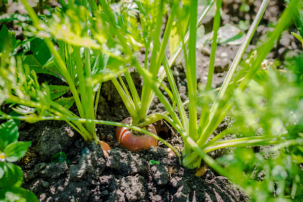 Schutz der Gemüsejungpflanzen vor Schädlingen mit Netzen & Vlies |  Saemereien.ch