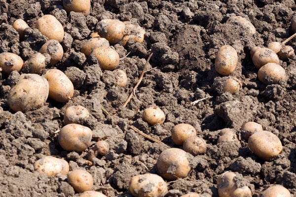 Kartoffeln im eigenen Garten - Anzucht, Ernte und Lagerung