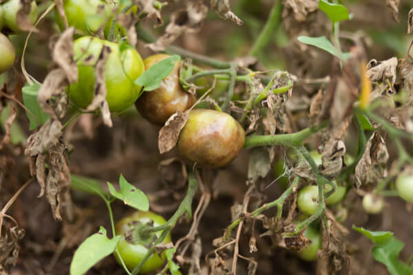 Braun- und Krautfäule an Tomaten verhindern & bekämpfen