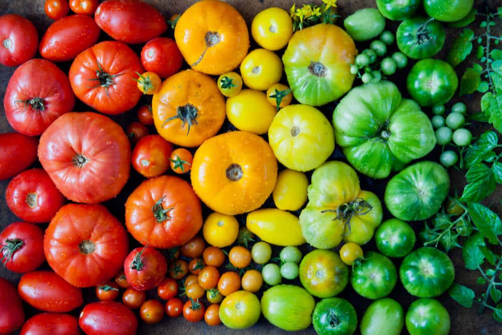 Tomatensamen kaufen & online bestellen | Saemereien.ch