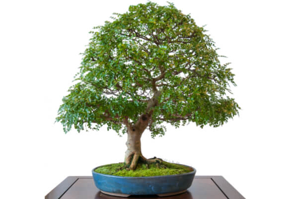 Bonsai Baum: Pflegen, Schneiden - Ursprung & Arten