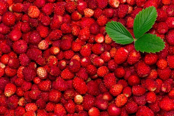 Zimterdbeere - Moschus-Erdbeere im Garten pflanzen | Saemereien.ch