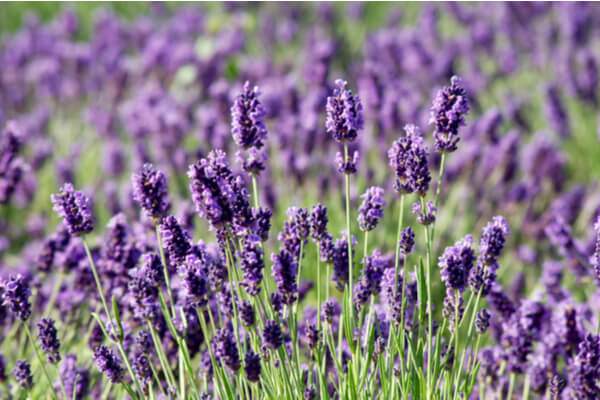 Duftender Lavendel: Heil- und Gewürzpflanze im Garten