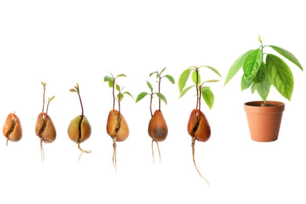 Avocadobaum selber aus Kern züchten | Saemereien.ch