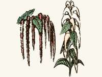 Der Amaranth ist eine reizvolle Gartenpflanze,...