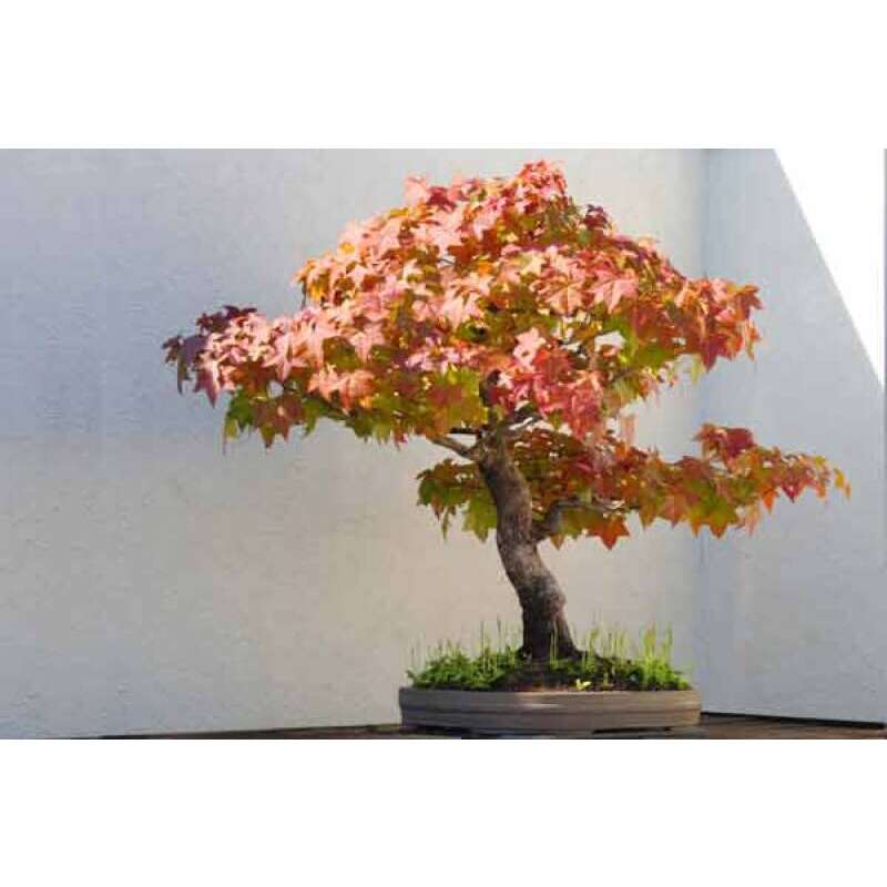 Bonsai, Amerikanischer Amberbaum Samen kaufen