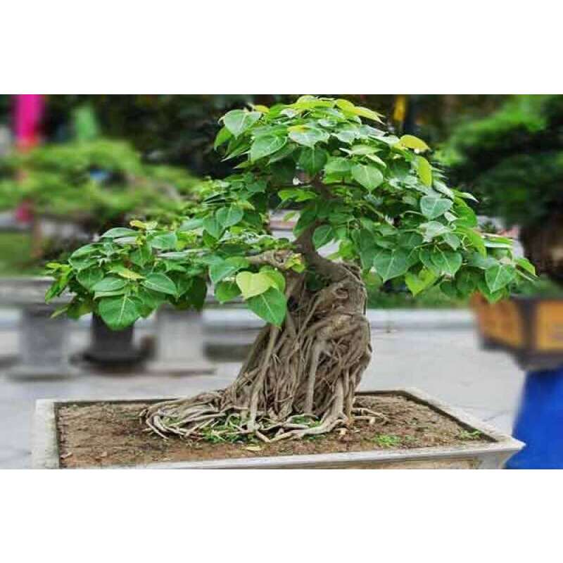 Buddha-Feige, Bodhibaum Samen kaufen - Ficus religiosa