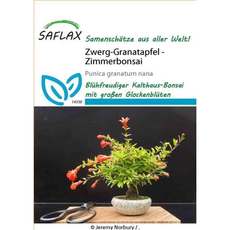 Zwerg-Granatapfel Bonsai Samen online kaufen | Saemereien.ch