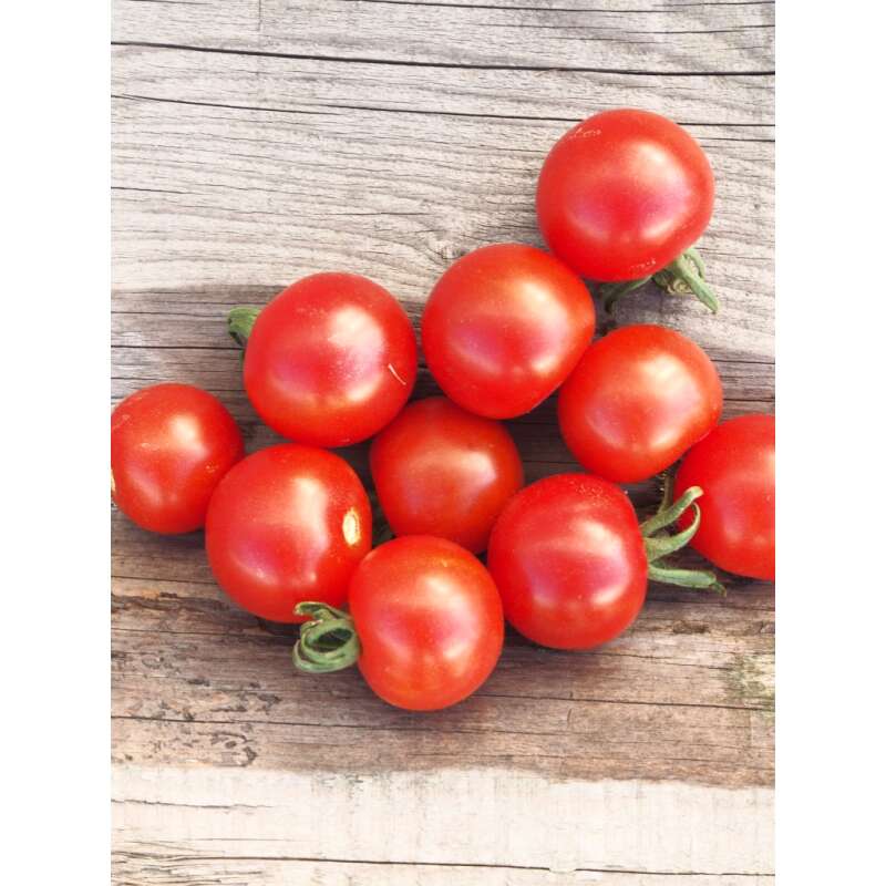 Tomate 'Mexikanische Honigtomate' Bio Samen online kaufen