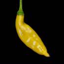 Chili Lemon Drop - Capsicum baccatum - Samen
