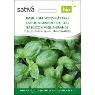 Basilikum grossblättrig - Ocimum basilicum - BIOSAMEN