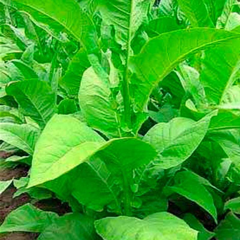 Tabak, Rauchtabak Bio Samen kaufen - Nicotiana tabacum | Saemereien.ch
