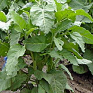Tabak, Rauchtabak Bio Samen kaufen - Nicotiana rustica | Saemereien.ch