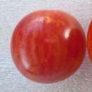 Tomate Cherriots Of Fire - Solanum Lycopersicum - BIOSAMEN