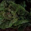 Kopfsalat Speckled Amish Butterhead - Lactuca sativa -...