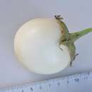 Aubergine, Eierfrucht Bianca Oval - Solanum melongena -...