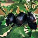 Aubergine, Eierfrucht Dewako One Bite - Solanum melongena...
