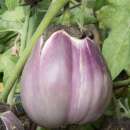 Aubergine, Eierfrucht Violette Pâle de Florence -...