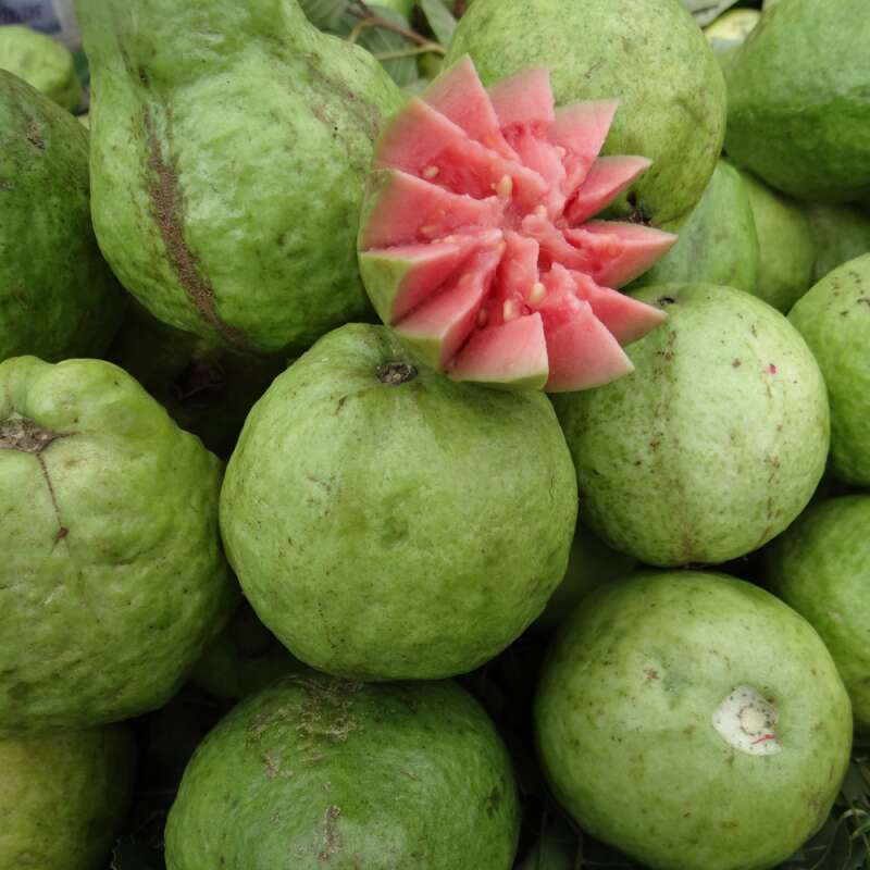 Echte Guave Samen kaufen - Psidium guajava | Saemereien.ch
