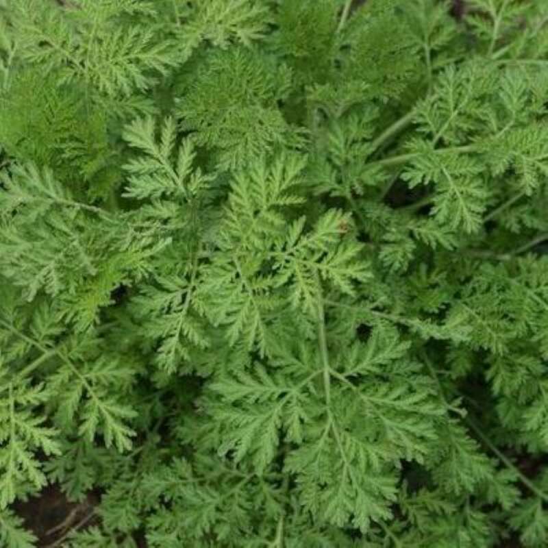 Beifuss einjähriger (Artemisia annua) Bio Samen online kaufen |  Saemereien.ch