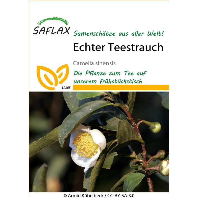 Echter Teestrauch Samen kaufen - Camelia sinensis | Saemereien.ch