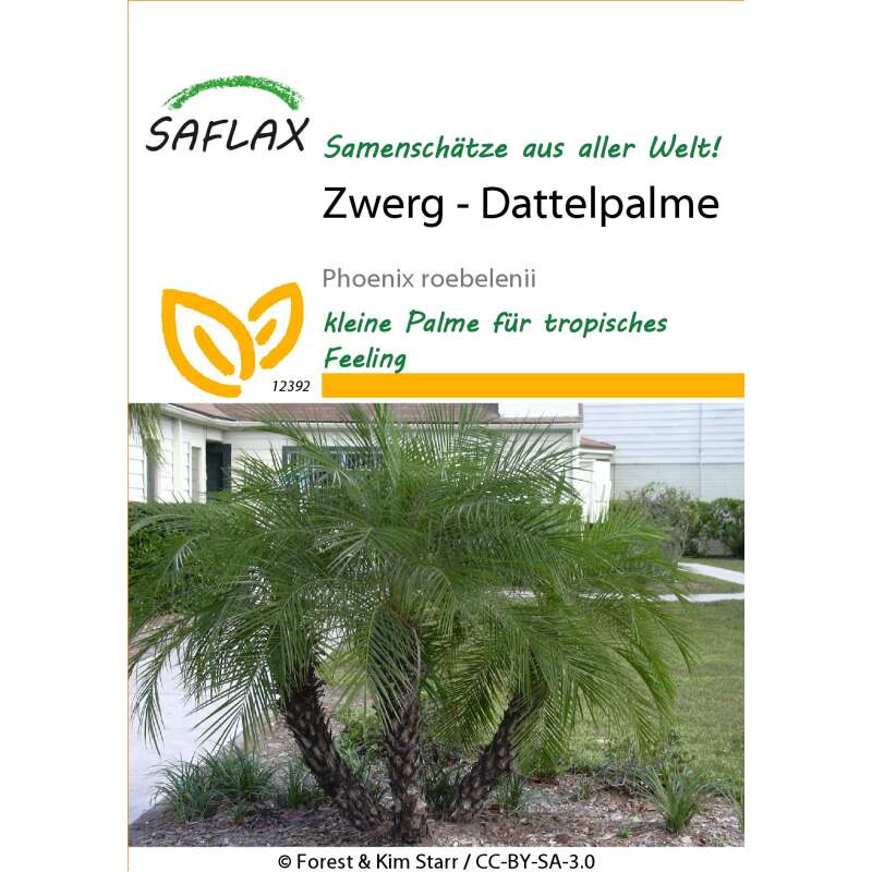 Zwerg Dattelpalme Samen kaufen - Phoenix roebelenii | Saemereien.ch