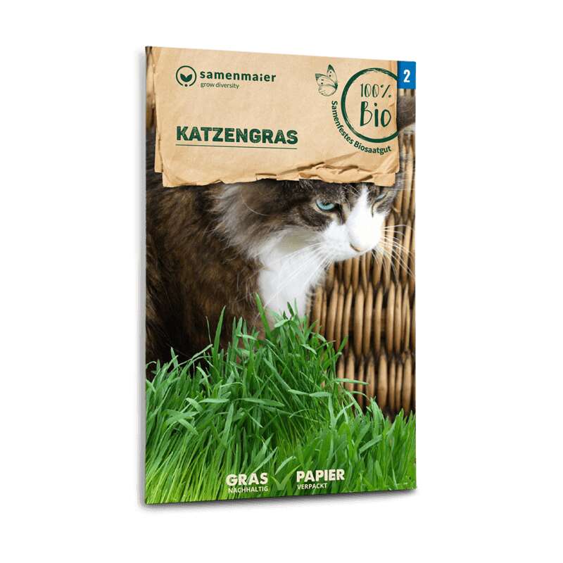 Katzengras Bio Samen online kaufen | Saemereien.ch