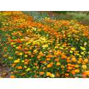 Ringelblume, gelb/orange - Calendula officinalis -...