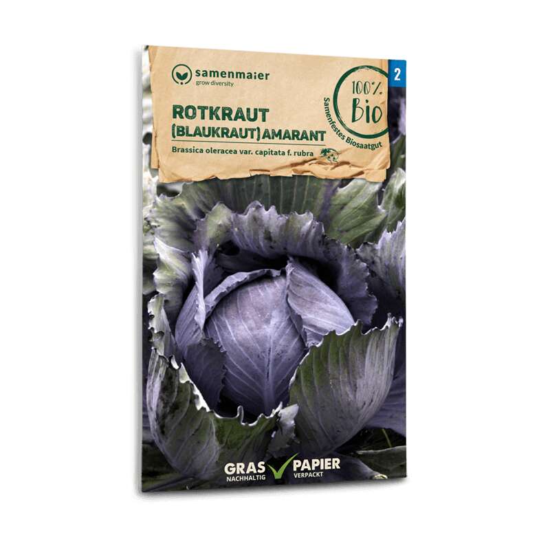 Rot- oder Blaukraut 'Amaranth' Bio Samen online kaufen | Saemereien.ch