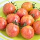 Tomate Artisan Pink Bumble Bee -  Solanum lycopersicum -...