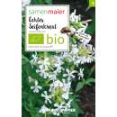 Seifenkraut, echtes (Wildblumen) - Saponaria officinalis...