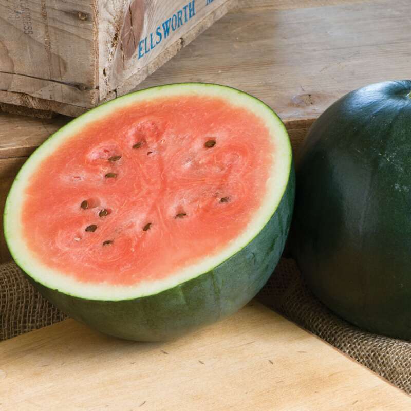 Wassermelone 'Sugar Baby' Samen online kaufen | Saemereien.ch