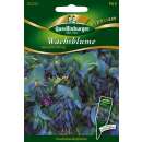 Wachsblume Bienenliebling - Cerinthe major purpurescens -...