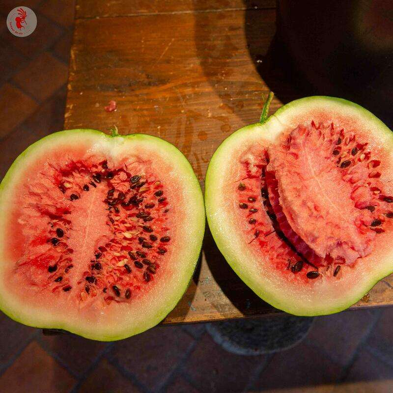Wassermelone 'Astrakhanski' Bio Samen online kaufen | Saemereien.ch