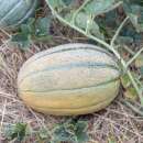 Melone, Zuckermelone Hales Best Jumbo - Cucumis melo -...
