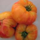 Tomate Tuxhorn - Solanum Lycopersicum - BIOSAMEN