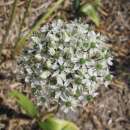 Zierlauch Mount Everest - Allium - 5 Zwiebeln