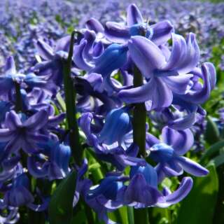 Hyazinthen (Hyacinthus) Knollen kaufen & online bestellen | Saemereien.ch