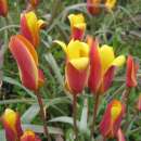 Wildtulpe - Chrysantha - Tulipa clusiana var.  - 10 Zwiebeln