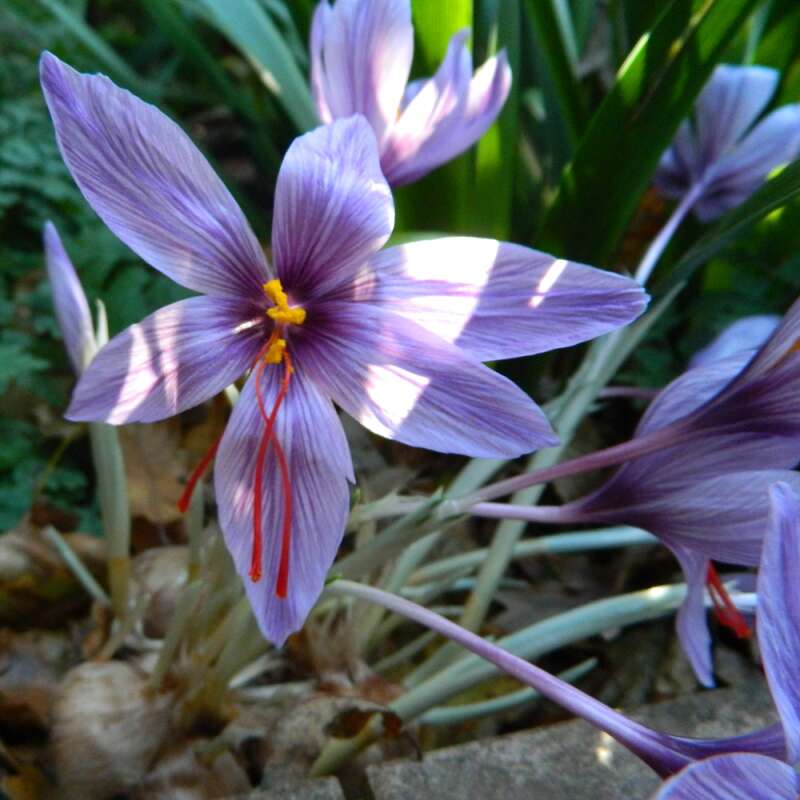 Krokus Safran Crocus sativus Knollen kaufen | Saemereien.ch