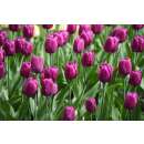 Triumph-Tulpe Purple Prince - Tulipa - 10 Zwiebeln